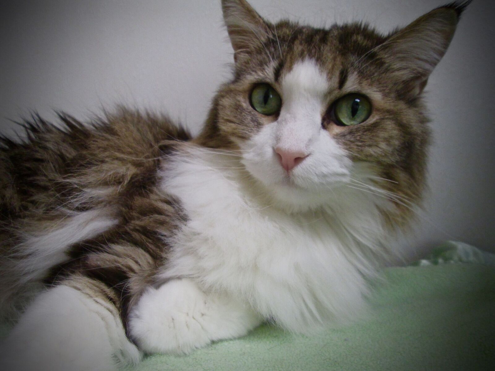 Rosalie